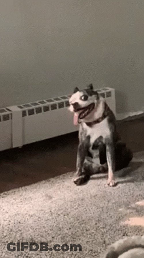 Ugly Dog Pitbull GIF