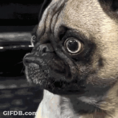 Ugly Dog Pug GIF