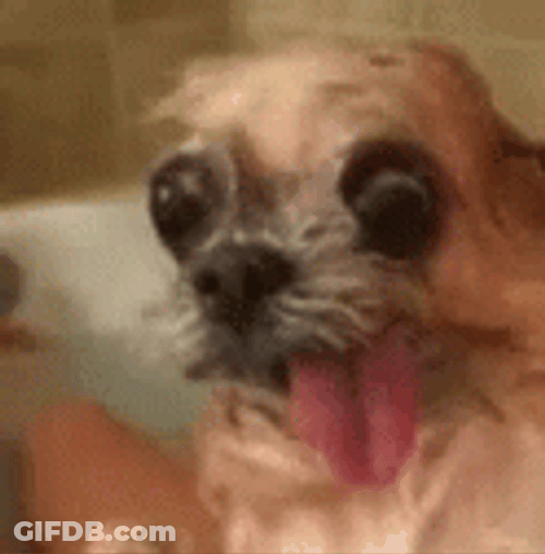 Ugly Dog Pugapoo GIF