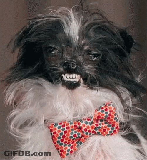 Ugly Dog Shih Tzu GIF