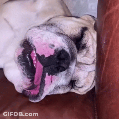 Ugly Dog Sleeping GIF