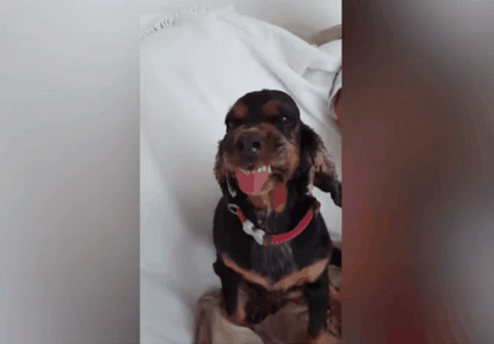 Ugly Dog Tongue Out GIF