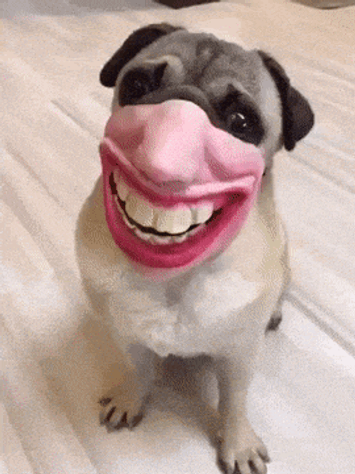 Ujiria Dogjiria GIF