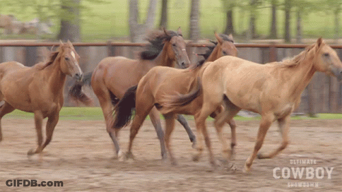 Ultimate Cowboy Showdown Horses Running GIF