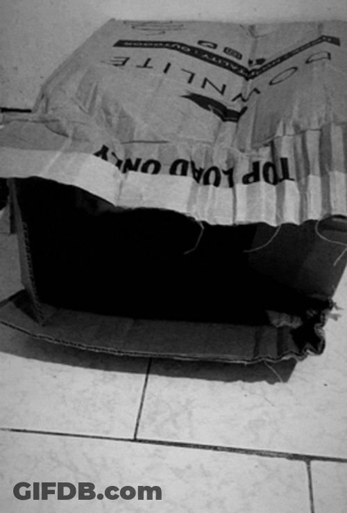 Un Boxing Moving Cat GIF