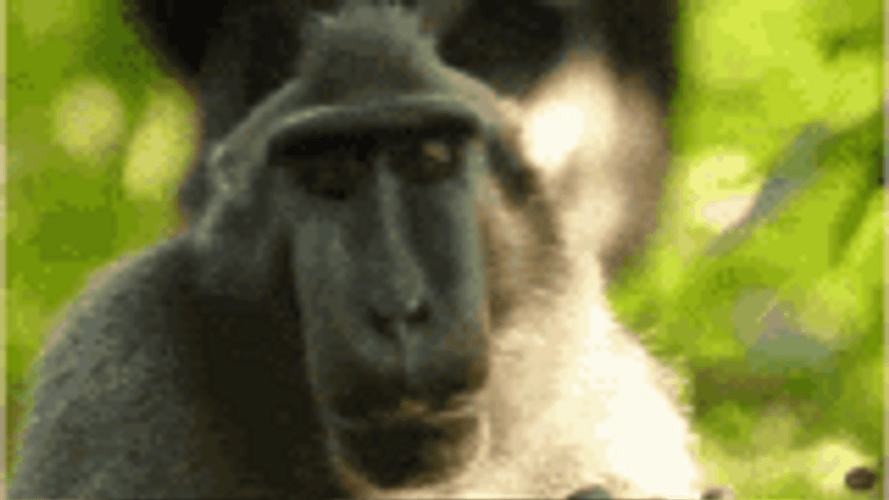 Unbothered Monkey Eating GIF