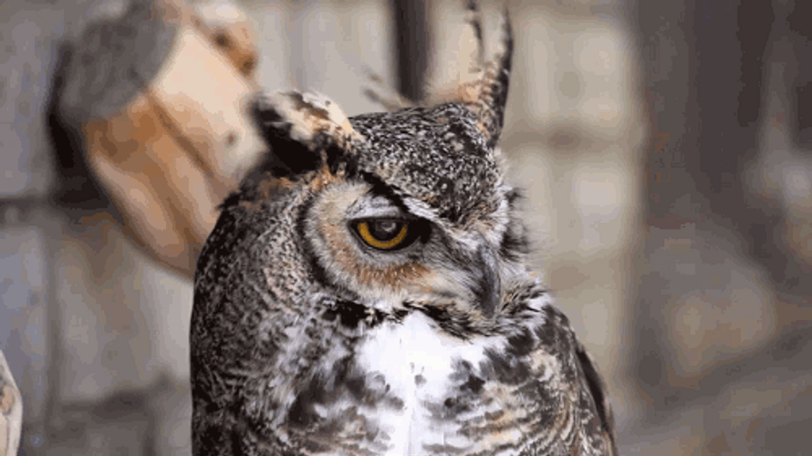 Unbothered Owl Blown By Wind GIF