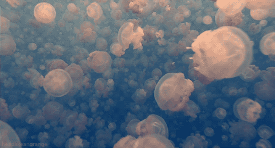 Under The Sea Live Photography GIF