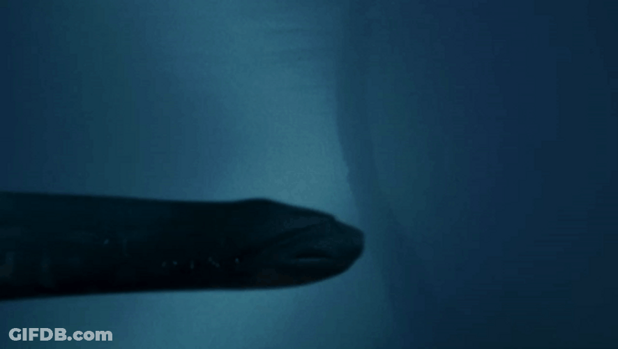 Under Water Anaconda Python GIF