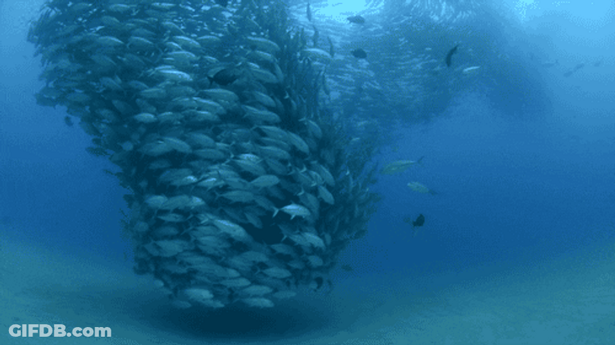Underwater Fish Flock GIF
