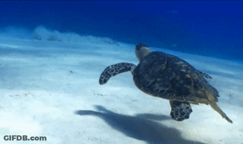 Underwater Turtle Animal GIF