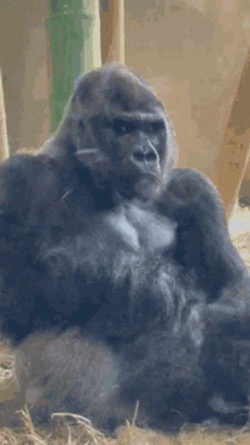 Unhappy Big Gorilla Dancing GIF