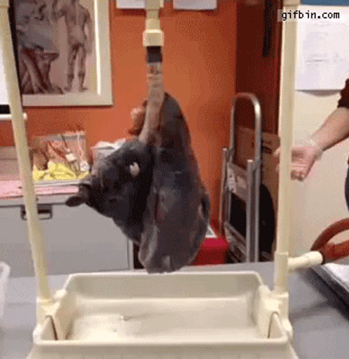 Unhealthy Damaged Smoker Lungs GIF