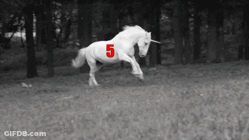 Unicorn With Number 5 On Its Back GIF
