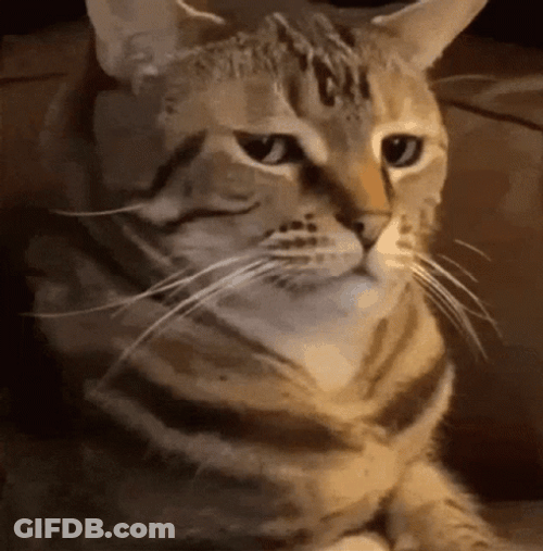 Unimpressed Cat Stare GIF