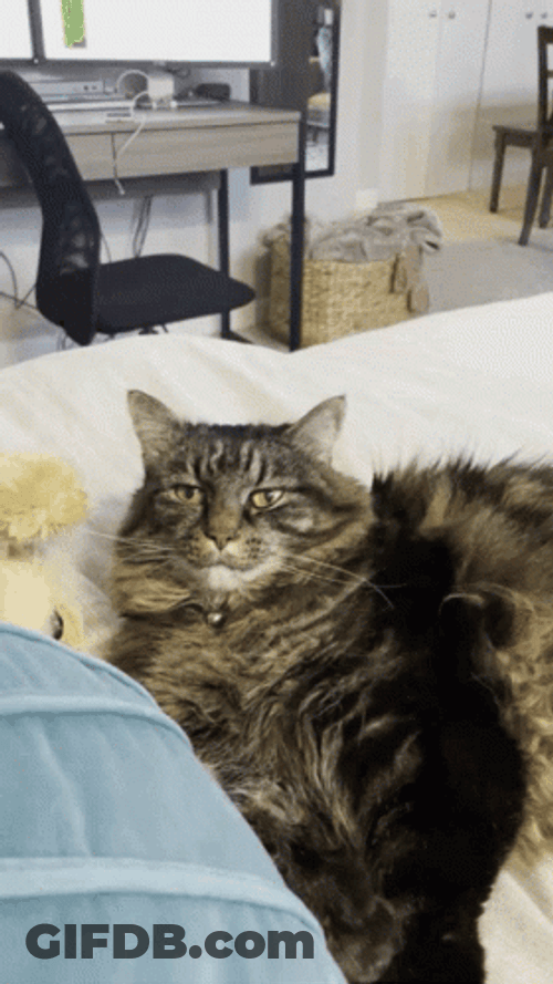 Unimpressed Cat Staring Look GIF