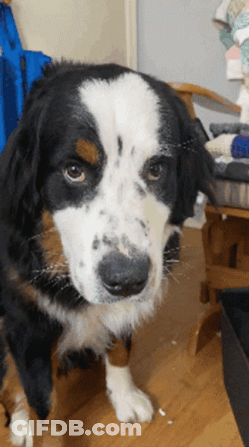 Unimpressed Dog Staring Hard GIF