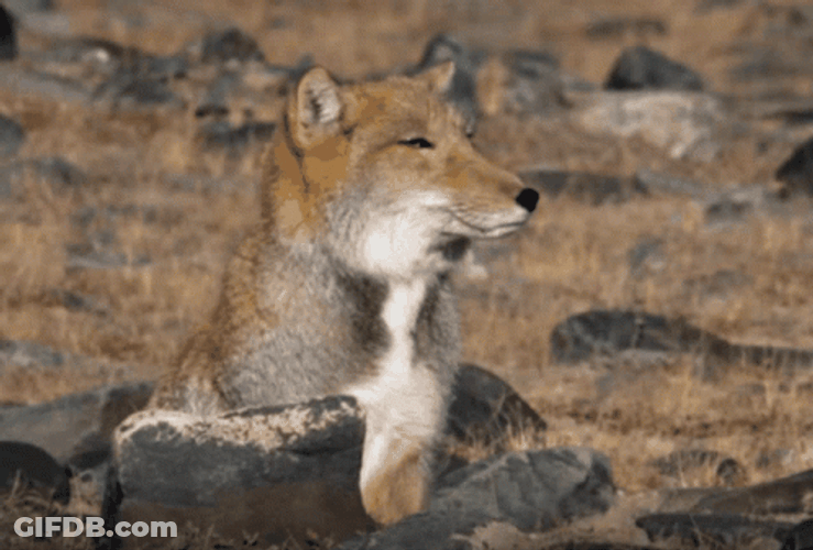 Unimpressed Fox Look GIF