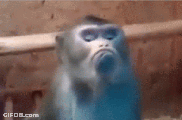 Unimpressed Monkey Disappointed GIF