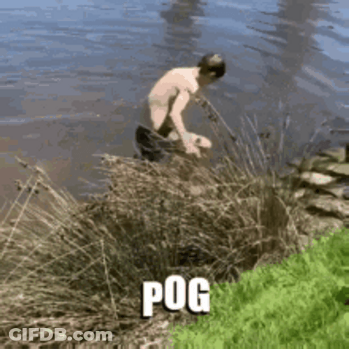 Unusual Pog Reaction At A River GIF