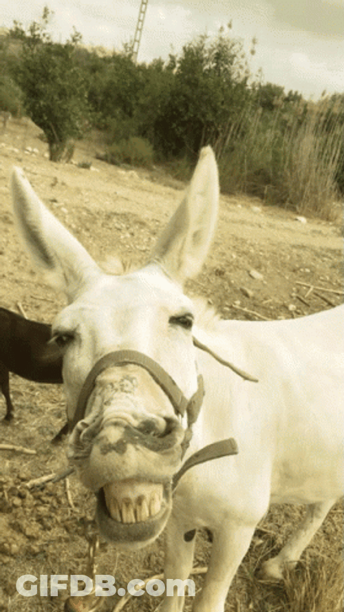 Up Close Donkey Laughing GIF