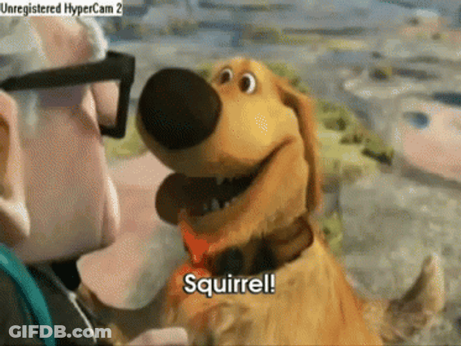 Up Dug Squirrel Meme GIF
