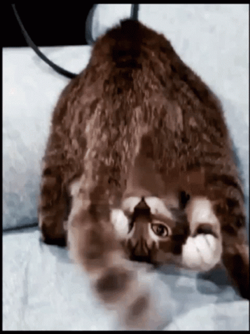 Upside Down Crazy Cat GIF