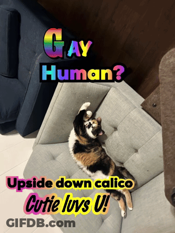 Upside Down Gay Human Calico Cat GIF