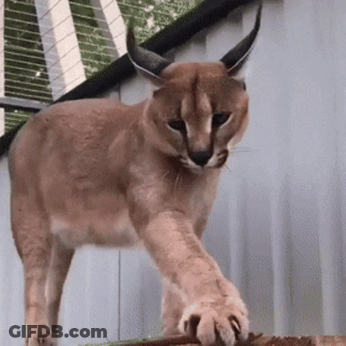 User808080 GIF