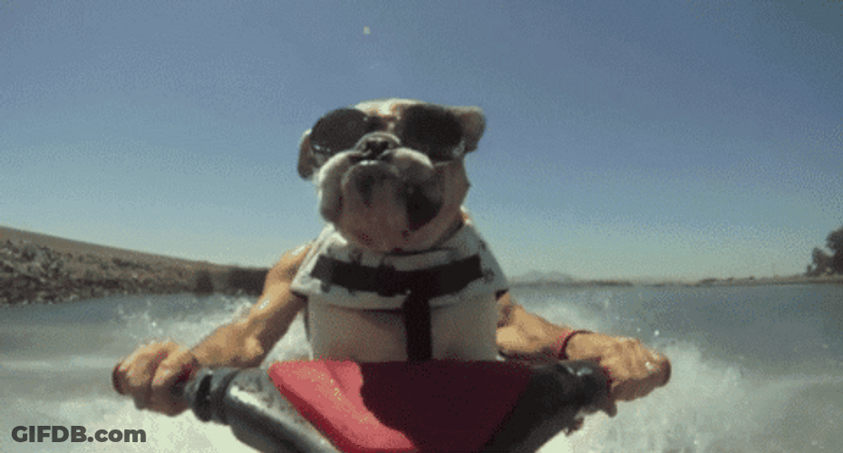 Vacation Jet Ski Bulldog GIF