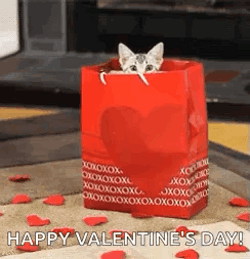 Valentine Cat Inside Paper Bag GIF