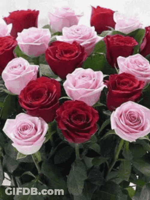 Variant Of Beautiful Roses Compilation GIF