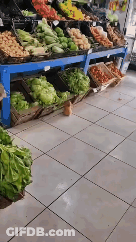 Variety Of Fruits And Vegetables At Grocery Store GIF
