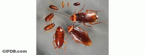 Various Bugs In Red Circles GIF