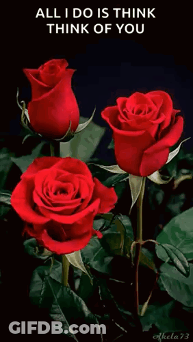 Vase Filled With Colorful Roses For You GIF