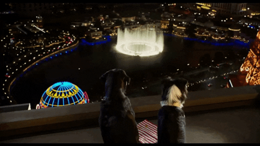 Vegas Rooftop Fountain Show Dogs Movie GIF