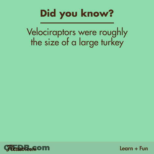 Velociraptor Did You Know Trivia GIF
