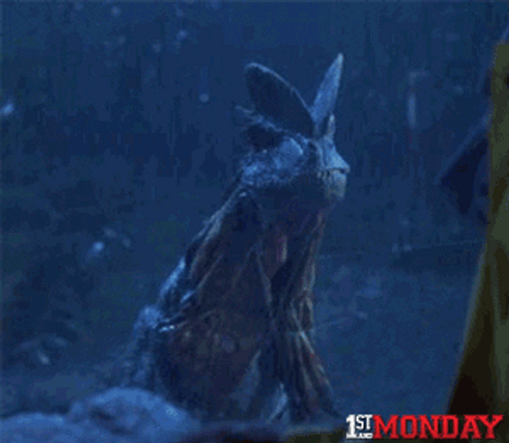 Velociraptor Feathered Wings Didn't Read GIF