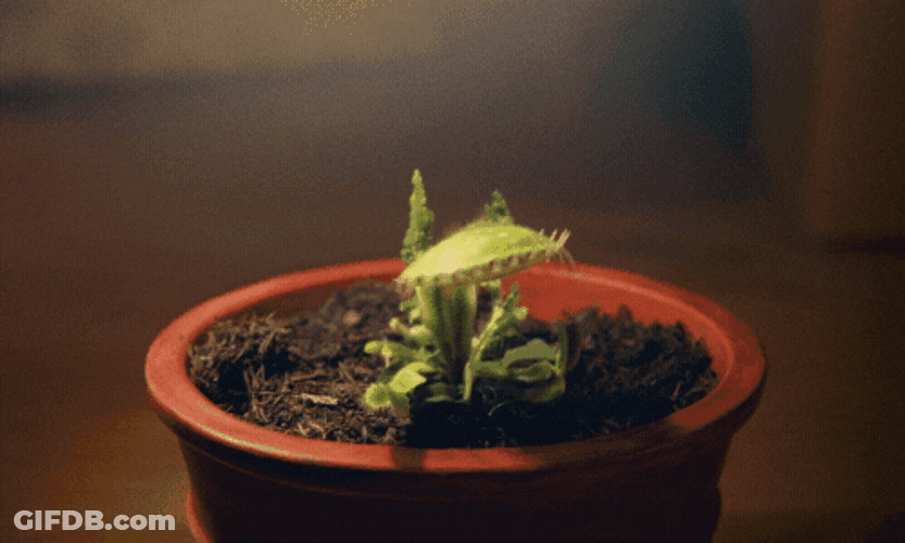 Venus Fly Trap Awww GIF