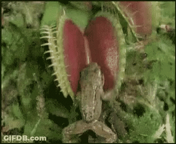 Venus Fly Trap Eating A Frog GIF