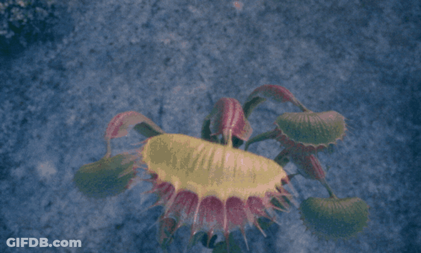 Venus Fly Trap Screaming Woo Hoo GIF