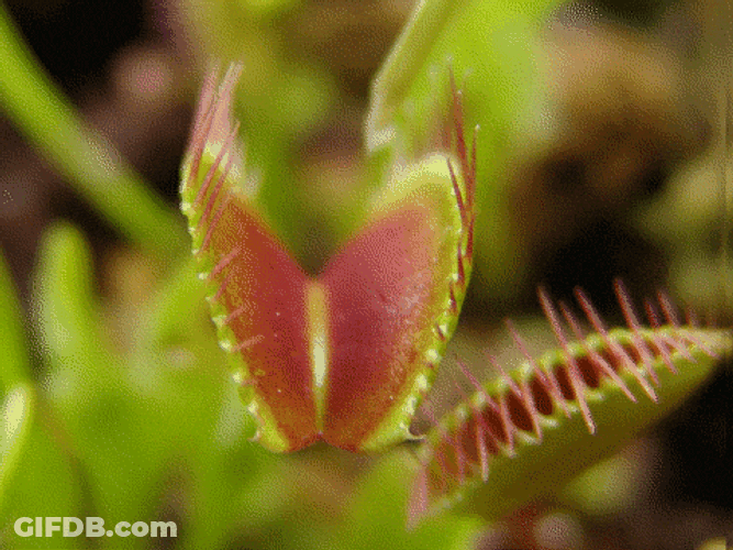 Venus Fly Trap Slowly Closing GIF