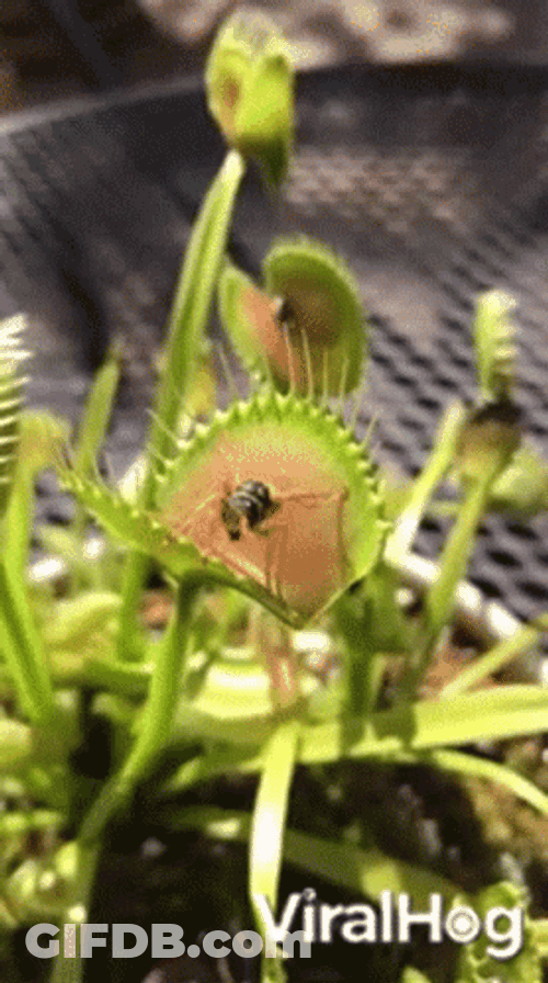 Venus Fly Trap Slowly Eating A Fly GIF