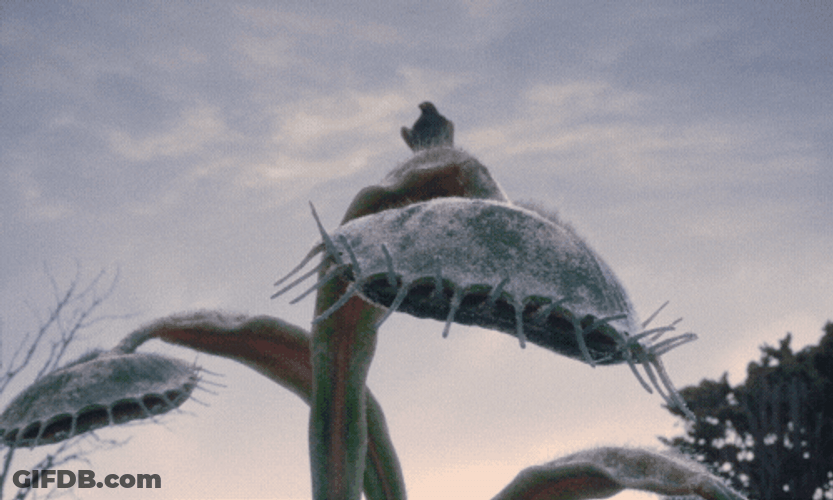 Venus Fly Trap Thank You GIF