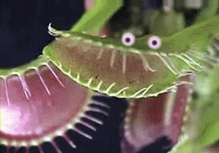 Venus Fly Trap With Googly Eyes GIF