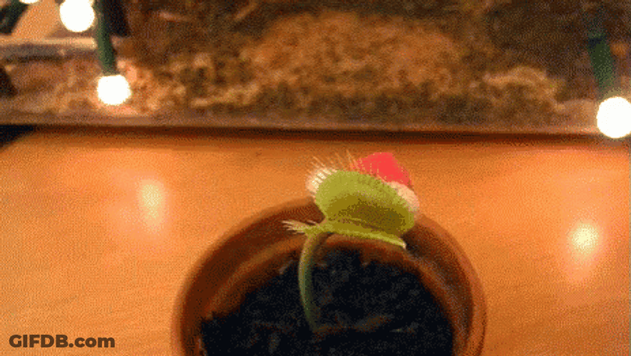 Venus Flytrap In Santa Claus Costume GIF