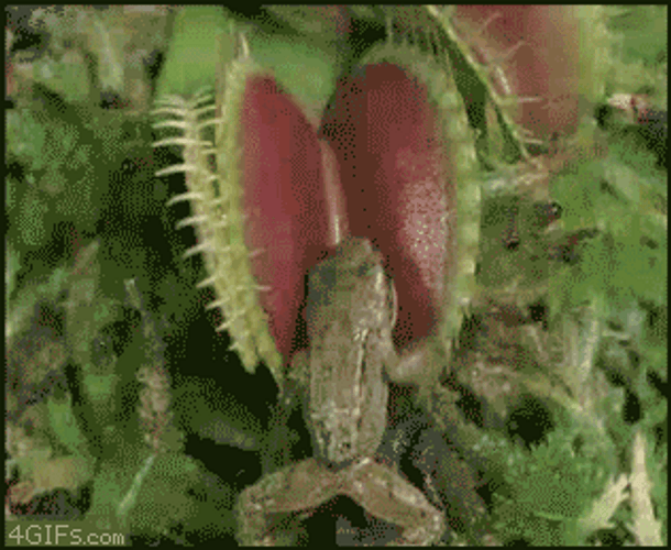 Venus Trap Frog GIF