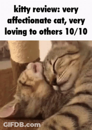 Very Affectionate Cat 10/10 GIF