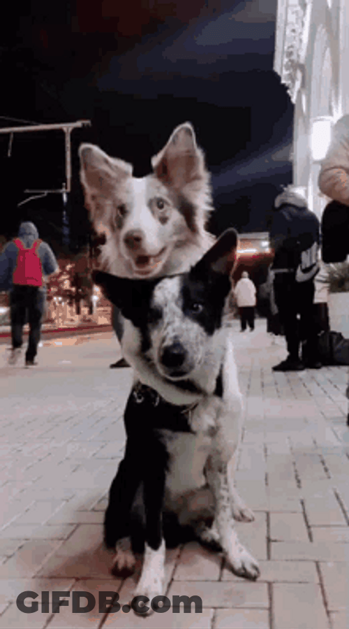 Very Cute And Warm Dog Hug GIF