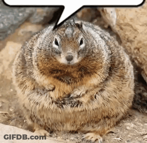 Very Cute Chunky Squirrel GIF